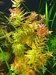    (Rotala macrandra 'green narrow leaf')