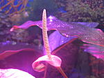 Anubias barteri Schott var. glabra N.E. Brown ( Anubias minima Chavelier)