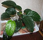 Anubias barteri Schott var. caladiifolia Engler