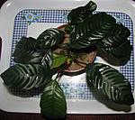 Anubias barteri Schott var. coffeifolia Kasselman