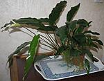 Anubias barteri Schott var. glabra N.E. Brown ( Anubias minima Chavelier)