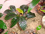   (Anubias barteri var. coffeefolia)