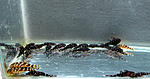 IMG 3963
