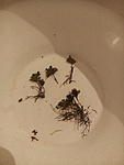 Crepidomanes minnutum