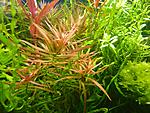  (Ludwigia brevipes)