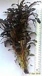 2016 03 31 Bucephalandra sp. "Black Ventii" Nanga Taman