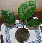 Anubias barteri "Gabon"
