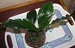 Anubias barteri "Cameroon"