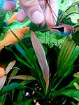 IMG 20160416 142525 
Echinodorus  "  "