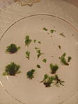 Fissidens sp. Miroshaki