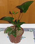 Anubias gracilis Hutchinson