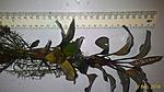2016 03 31 Bucephalandra sp. Bonti