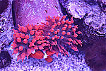 RBTA