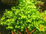   (Hemianthus micranthemoides)