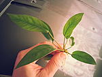 Anubias hastifolia×barteri "stripe"