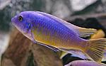 Labeotropheus fuelleborni Katale ()