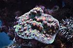 Oxipora