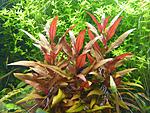    (Alternanthera reineckii sp. Mini)