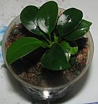 Anubias barteri "petite"
