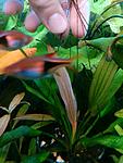 IMG 20160416 205143 
Echinodorus  "  "