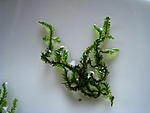 IMG 6358