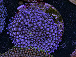 r12
