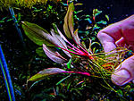 DSCF3466