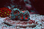 Acan rain