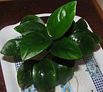 Anubias barteri Schott var. nana (Engler) Crusio