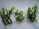 IMG 6362