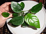 Anubias barteri var. barteri- .