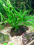 Bolbitis sp. Mindanao