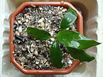 Anubias sp. barteri 'angustifolia'