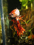 Betta CT