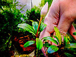 Apple leaf, Malinau1