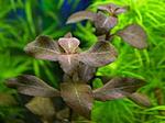  "" (Ludwigia sp. Mexico)