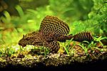 parchovyj som pterigopliht glyptoperichthys gibbiceps 1