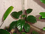 Anubias barteri var. barteri