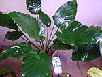 Anubias barteri var. caladiifolia.