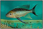 Cyathopharynx furcifer Cape Kachese man2