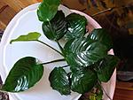 Anubias barteri var. barteri