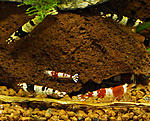 shrimp 3