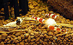 shrimp 2