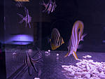 fish 2