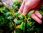 Apple leaf, Malinau