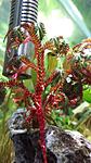 Selaginella erythropus 'Sanguinea'