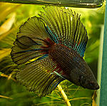 Double Tail