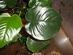 A. barteri var barteri Broad Leaf