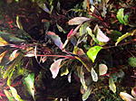 DSCF1890