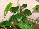 Anubias barteri var. barteri